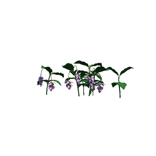 Flower Medinilla Magnifica3